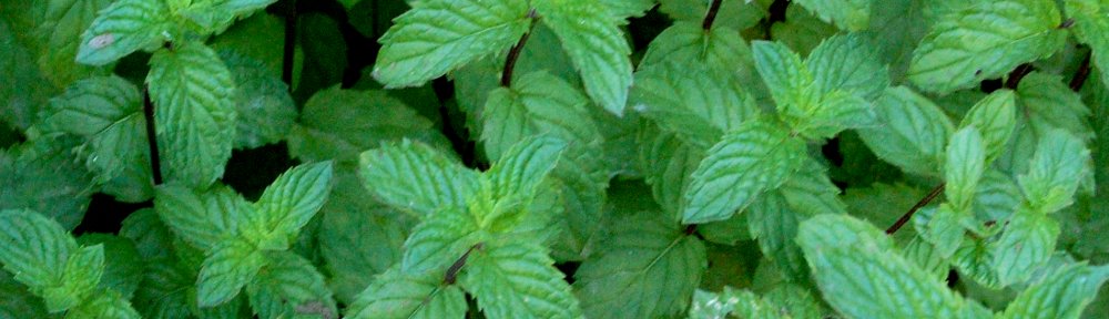 Parenti e Padelle